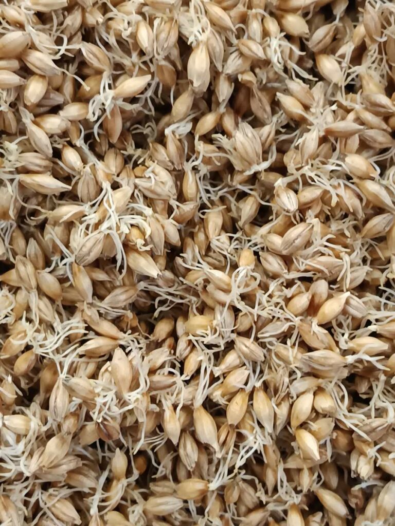 La Piautre La Ménitré orge malté whisky bio cave à vins à Nantes proximité Monselet Procé Toutes Joies